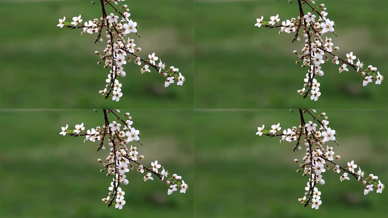 白花野苹果枝