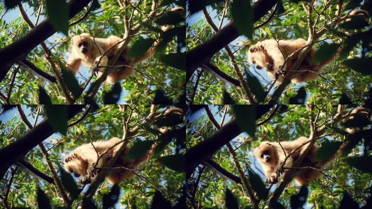 一只成年的cologinae猴子坐在树枝上