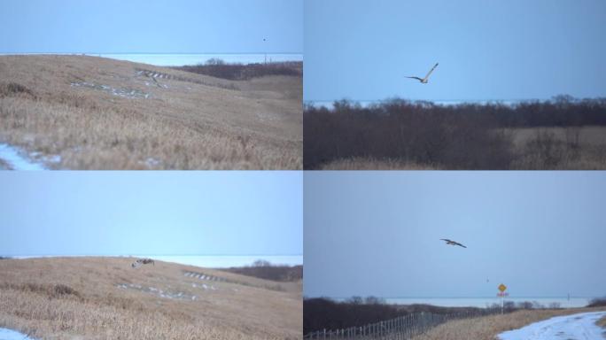 一场降雪后，一只短耳猫头鹰飞过草地