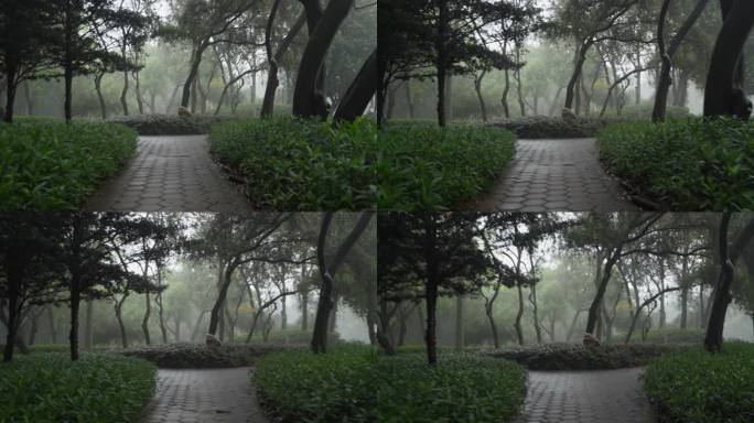 4K实拍，广州春雨朦胧的天河公园林荫小道
