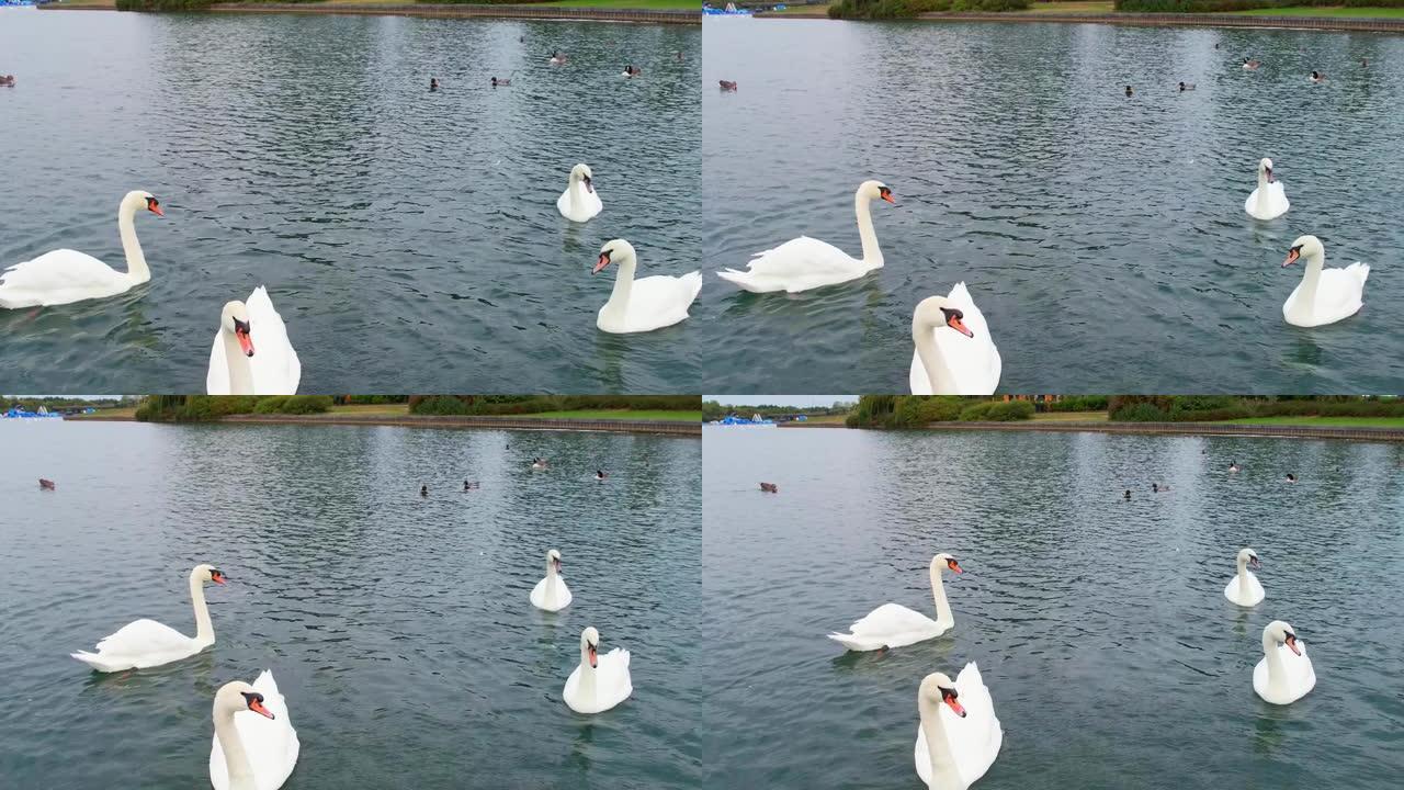 可爱的水鸟在湖边的慢动作镜头