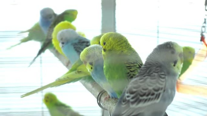 家养虎皮鹦鹉，笼中的鸟。绿色和蓝色虎皮鹦鹉。