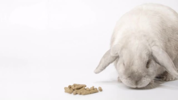 一只矮灰兔吃白底干粮，然后走开。