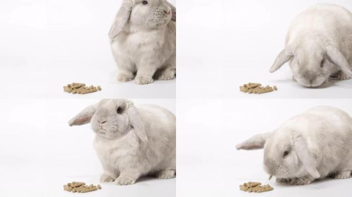 一只矮灰兔吃白底干粮，然后走开。
