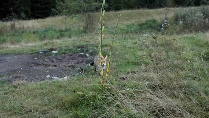 野生狐狸在自然保护区森林背景下的草地上行走