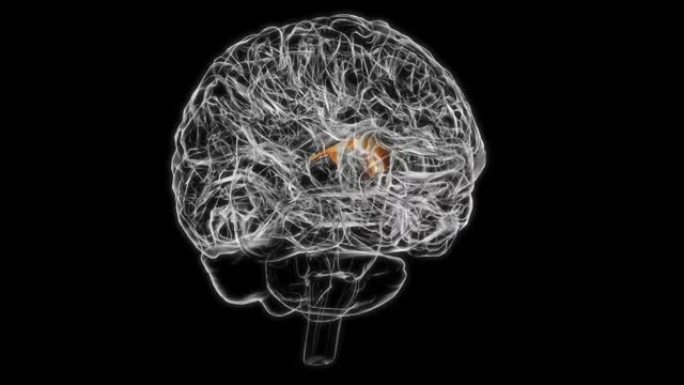 用于医学概念3D动画的端脑解剖脑隔膜