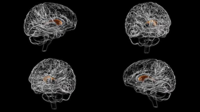 用于医学概念3D动画的端脑解剖脑隔膜