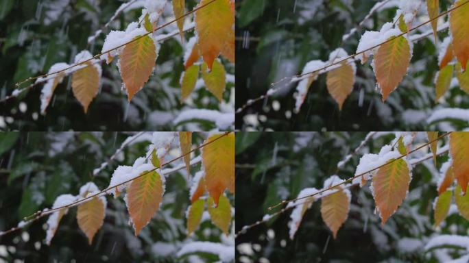 雪在东京市的树木上猛烈落下