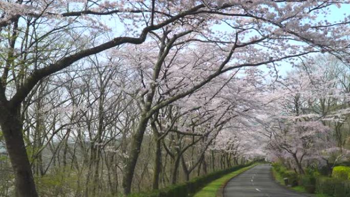 樱桃树和道路。樱花拱门