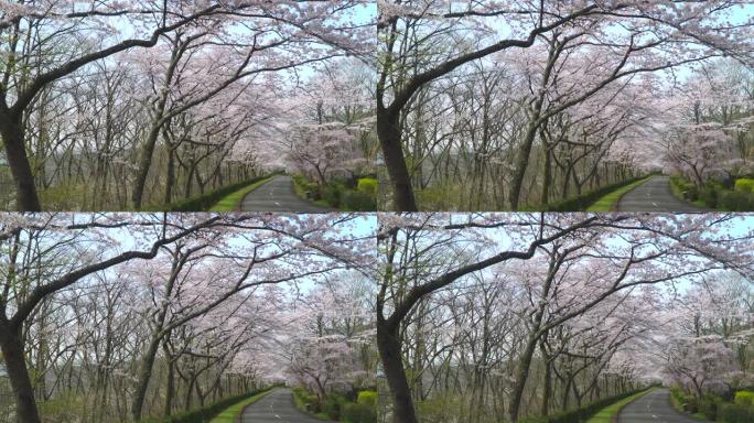 樱桃树和道路。樱花拱门