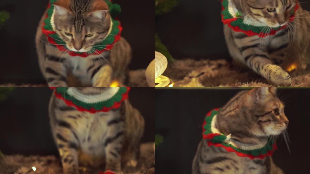 可爱的可爱的猫在圣诞服装玩圣诞玩具。美丽的特写肖像镜头。大眼睛。假期背景与冬天温暖的感觉。