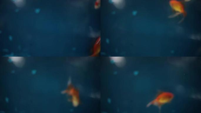 鱼缸中的橙红色和黄色金鱼 (Carassius auratus)。