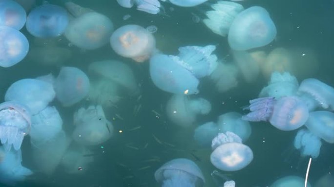 漂浮在黑海水域厚度的水母。敖德萨港口的港口在秋天充满了成千上万的水母