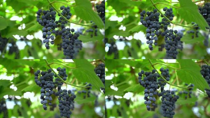一簇簇带有圆形浆果的年轻蓝色葡萄悬挂在葡萄园的特写镜头中，背景模糊，相机运动流畅