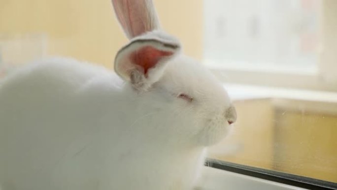小白兔坐在窗台上，有趣的动嘴