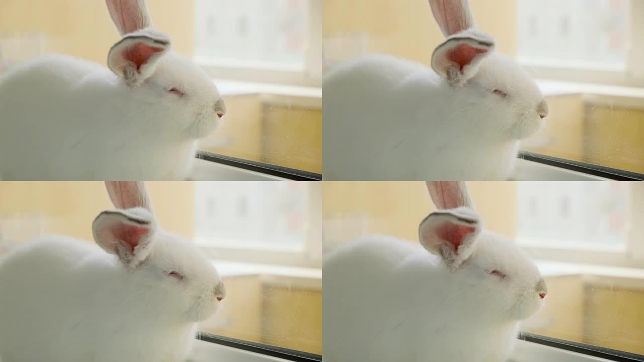 小白兔坐在窗台上，有趣的动嘴