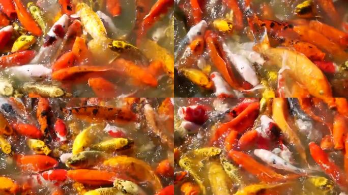 一群五颜六色的锦鲤鱼在池塘里游泳。