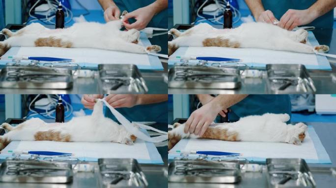手术后，护士用纱带解开猫的爪子