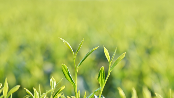 春茶上市茶叶特写茶园航拍视频素材