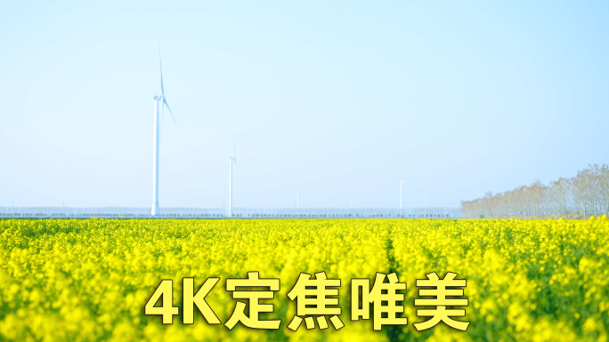 【4K定焦】唯美清新大片油菜花