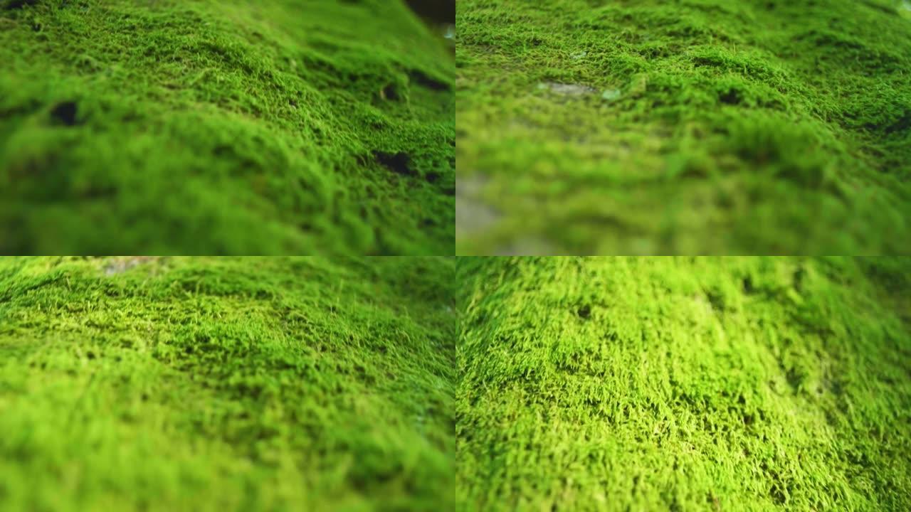 林树上苔藓的4k电影微距镜头。