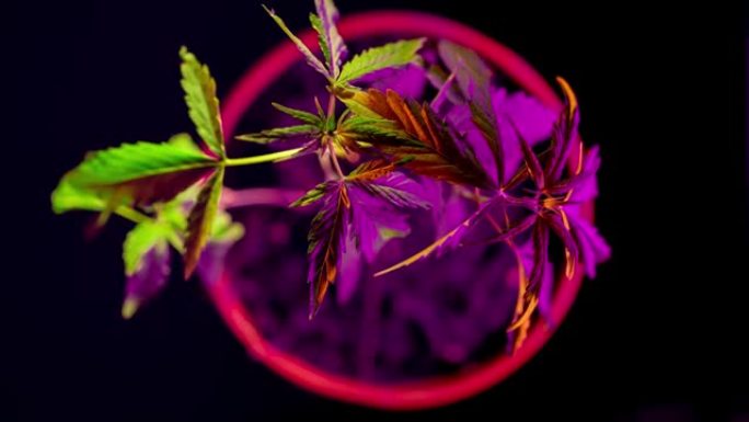 间隔拍摄种植大麻。大麻在霓虹灯下在花园里。医疗药品的种植。花盆中的灌木。生产CBD