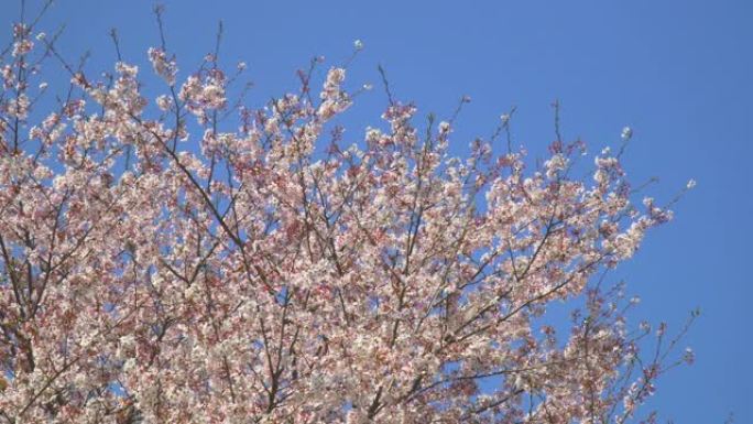 湛蓝的天空下樱花航拍美丽樱花风光