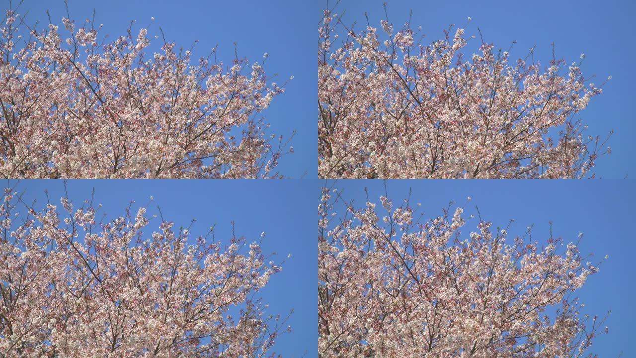 湛蓝的天空下樱花航拍美丽樱花风光