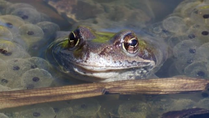 普通青蛙蛙在卵之间的春季产卵期间。青蛙的特写。春天的欧洲自然。
