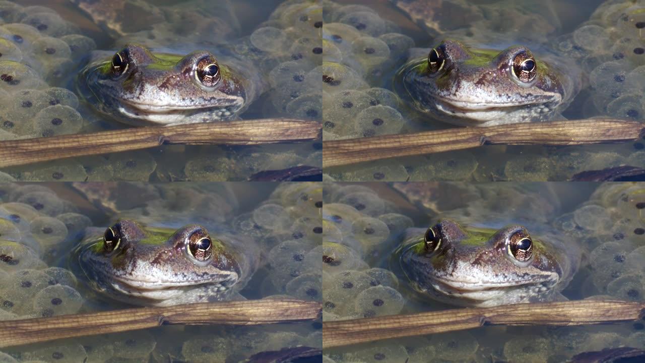 普通青蛙蛙在卵之间的春季产卵期间。青蛙的特写。春天的欧洲自然。