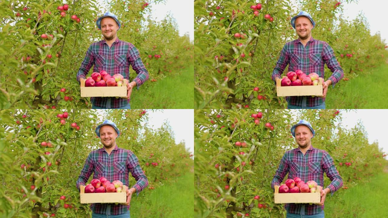 看着相机成年男子工人农民手里拿着一盒成熟的苹果。