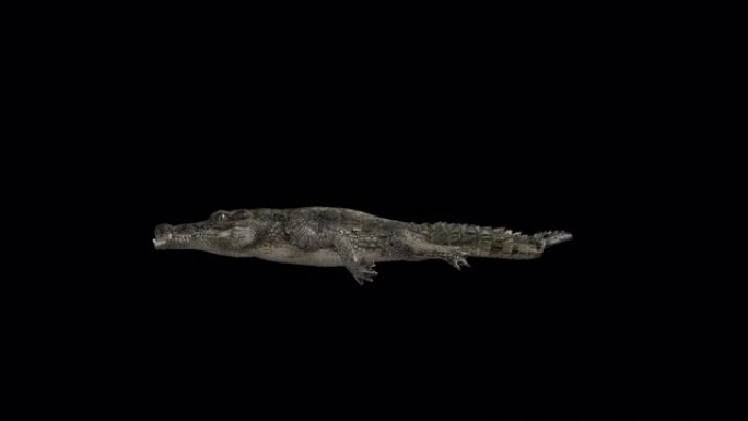 鳄鱼游泳动画的3d侧视图