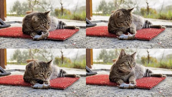 可爱的虎斑猫与捕获的老鼠玩耍。灰色条纹的猫在绿草地上追捕老鼠。咬着猎物的猫。