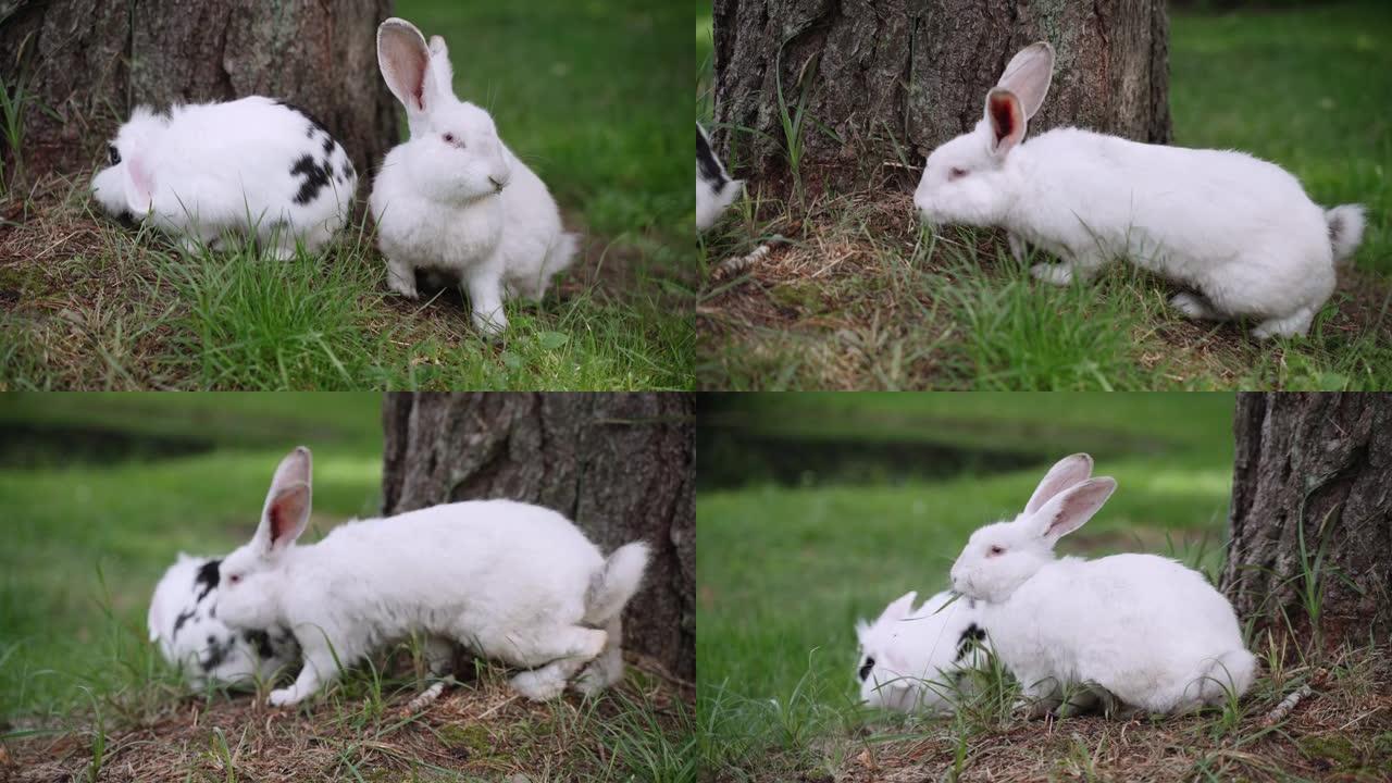 两只可爱的白兔坐在树干附近，吃草，特写镜头。