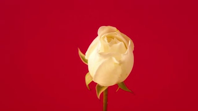 红色背景上盛开的白色玫瑰花延时4k视频。