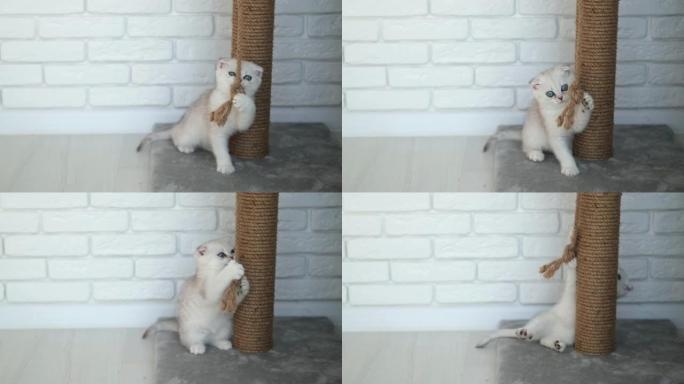 一只可爱的苏格兰折叠小猫玩抓挠柱的特写镜头。猫在猫抓痕架上玩绳子