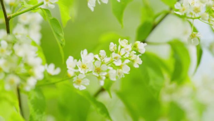 芬芳的白色花在下垂的长簇中，在春天总状花序。黑莓树或prunus padus。慢动作。