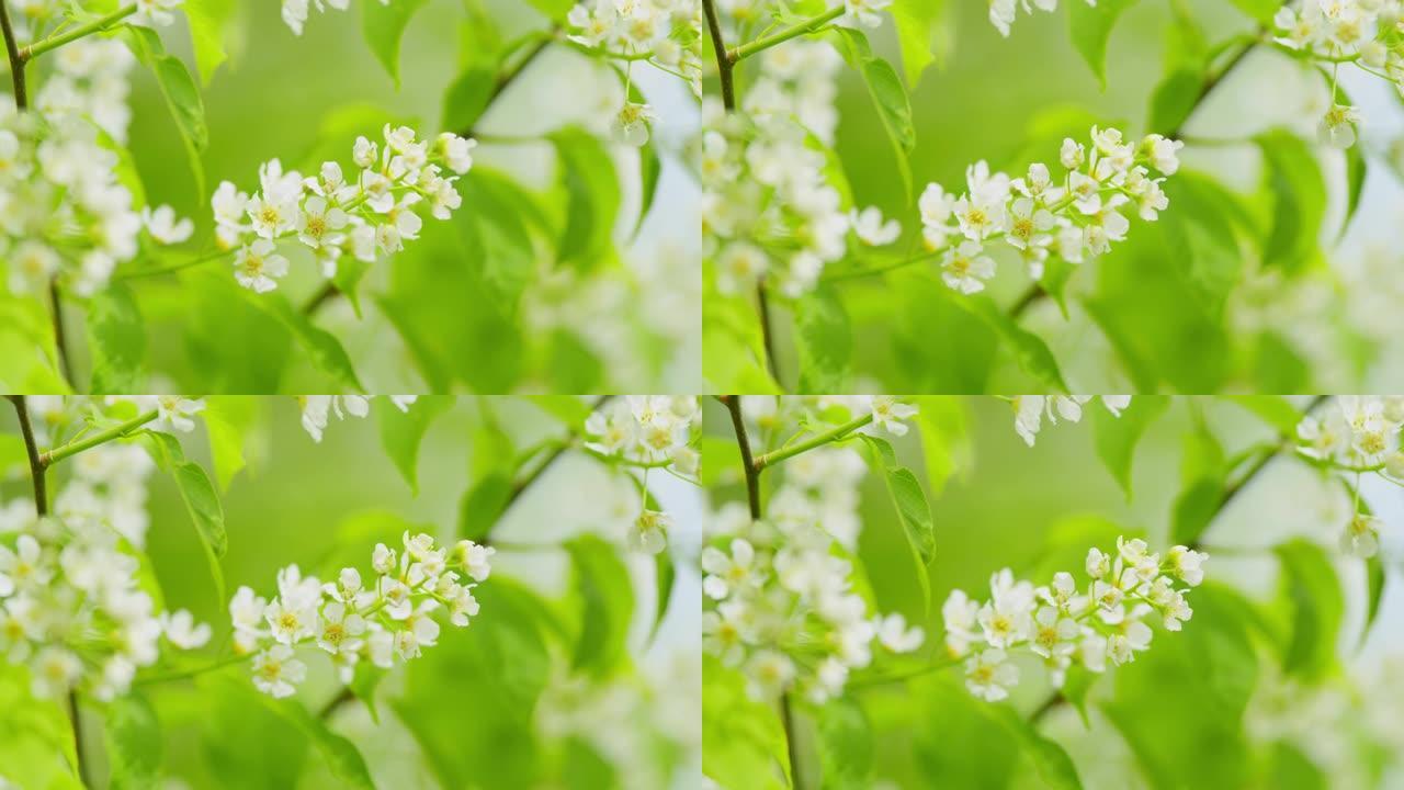芬芳的白色花在下垂的长簇中，在春天总状花序。黑莓树或prunus padus。慢动作。