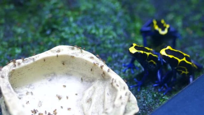 青蛙亮黄色，有黑色斑点。拉丁叶状二色。