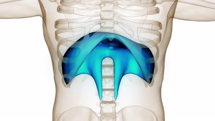 人体呼吸系统膈肌解剖动画概念