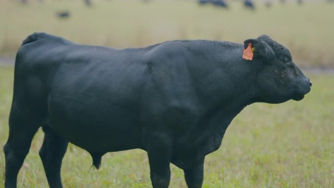 成年黑牛在草地上吃草。牧场上可爱的黑牛。选择性聚焦。