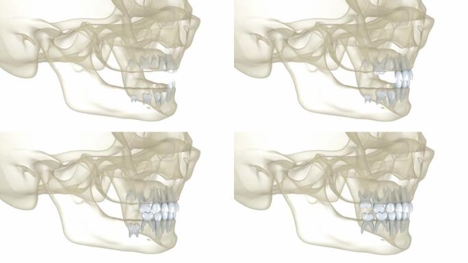婴儿乳牙萌出。医学上精确的牙科3D动画