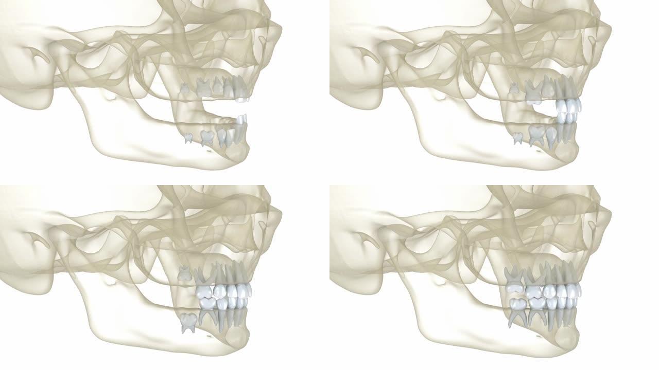 婴儿乳牙萌出。医学上精确的牙科3D动画