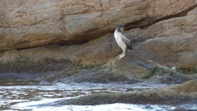 白天栖息在海石上的大鸬鹚 (Phalacrocorax Carbo)