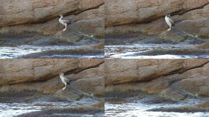 白天栖息在海石上的大鸬鹚 (Phalacrocorax Carbo)