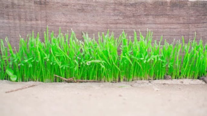 绿色多汁的草通过混凝土特写发芽。饱和的草芽在一块木板的背景上露珠，平滑的相机运动。春天的植物在冬天过
