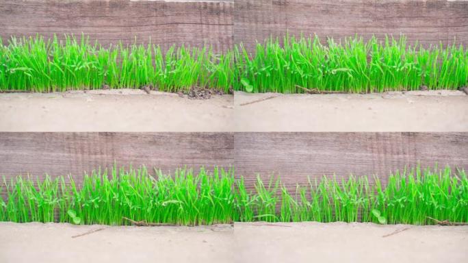 绿色多汁的草通过混凝土特写发芽。饱和的草芽在一块木板的背景上露珠，平滑的相机运动。春天的植物在冬天过