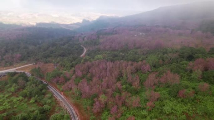 鸟瞰美丽的泰国樱花 (Sakura) 早晨在薄雾中盛开在山上，在泰国Loei的Phu Lom Lo引