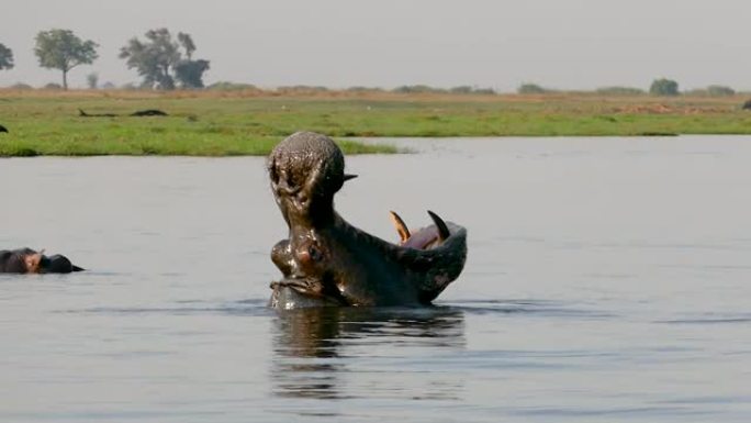 博茨瓦纳乔贝河的河马张开大嘴。张大嘴巴打哈欠。