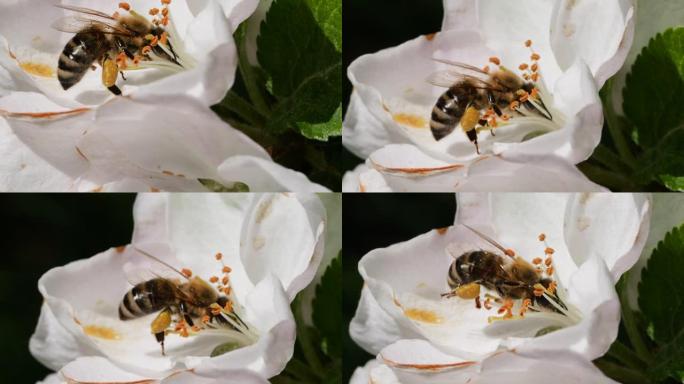 宏射蜜蜂授粉春树白花盛开。慢动作飞行蜜蜂覆盖着花粉，从白色苹果花中收集花蜜。春天的苹果花关闭。